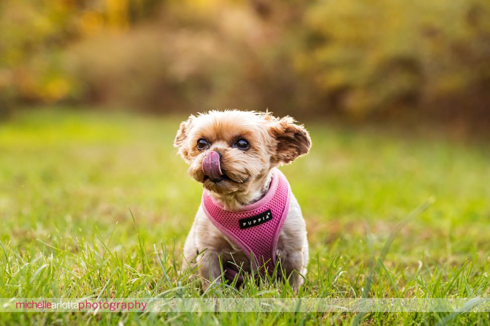 NJ fall family session with Yorkshire terrier