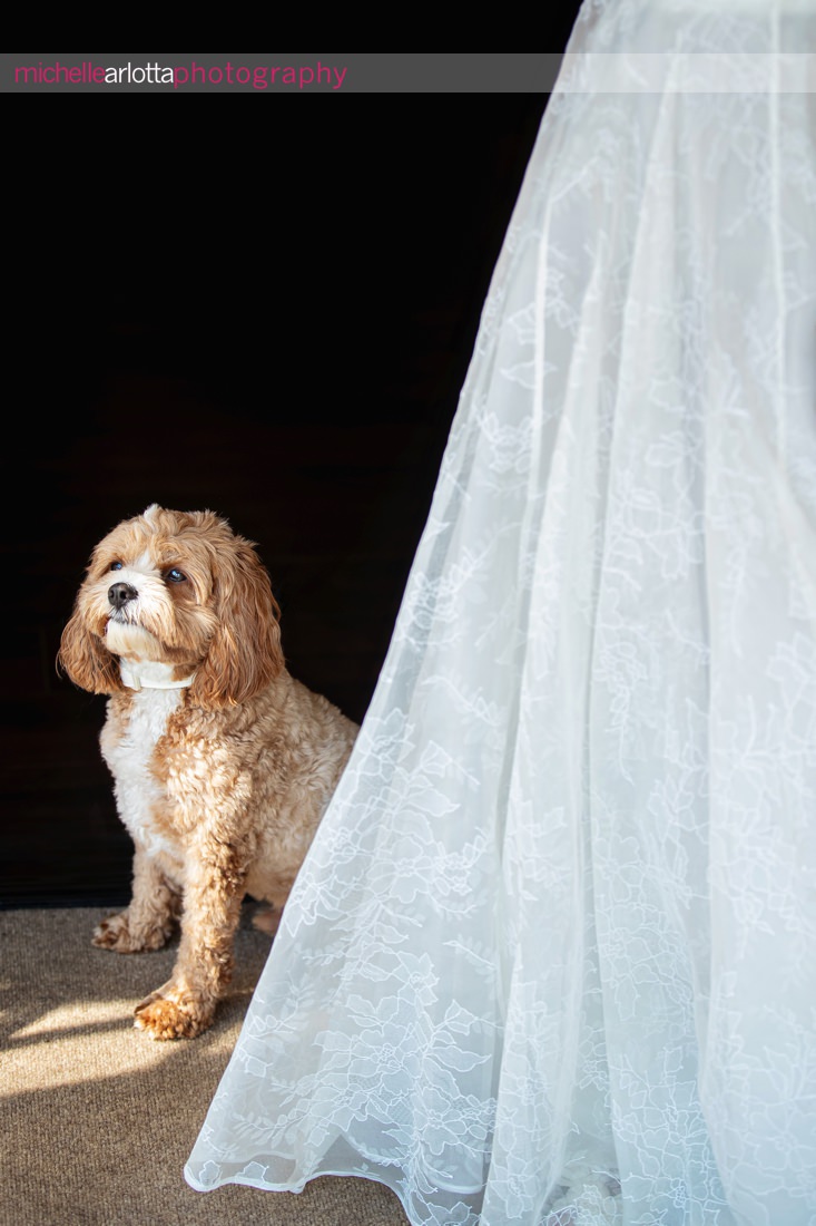 Dog at wedding standing next to wedding dress