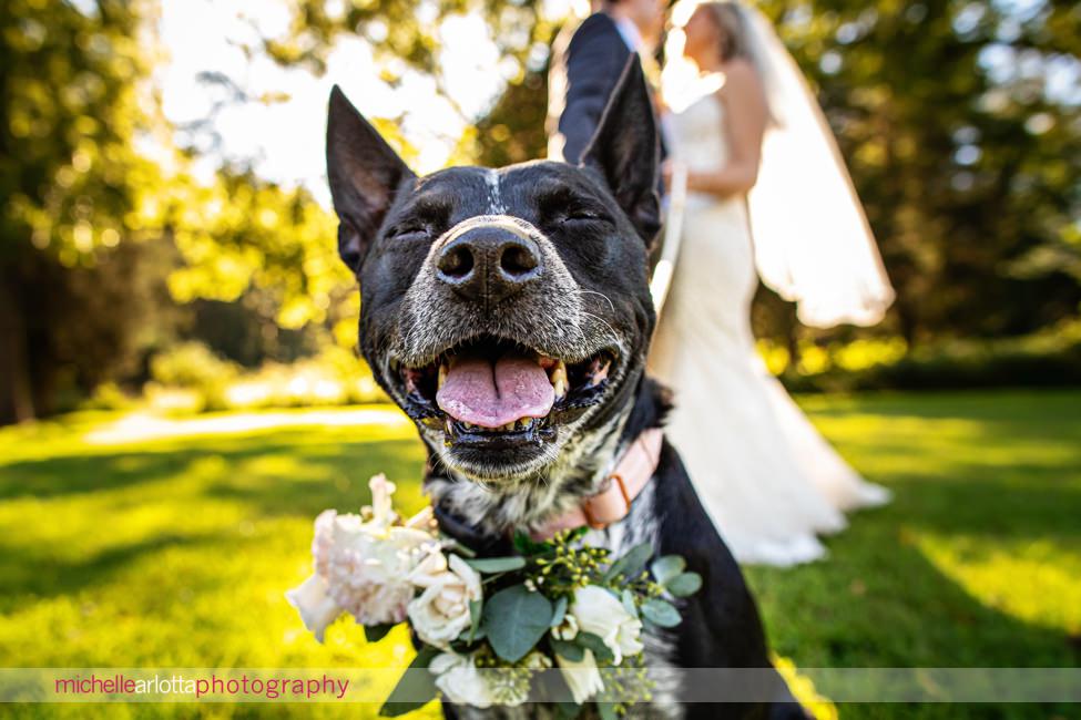 Logan Inn new hope pa wedding bride and groom portrait with two dogs