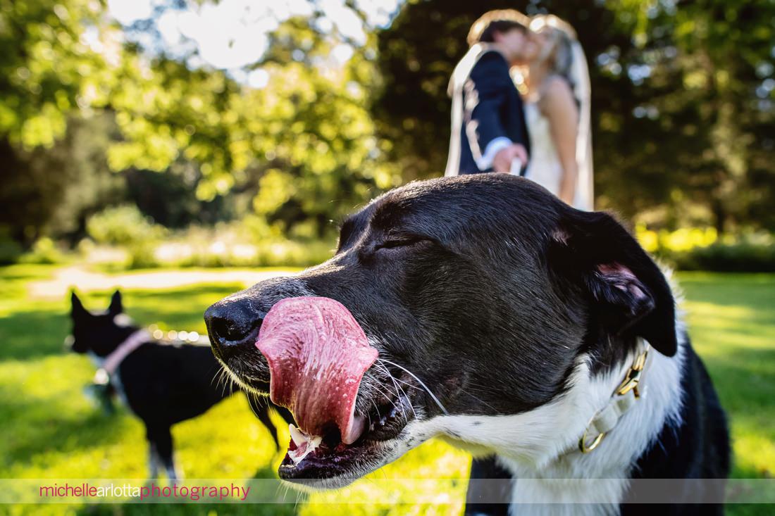 dog licking his chops in the foreground while bride and groom kiss in the background at bowman's hill wildflower preserve in new hope pa