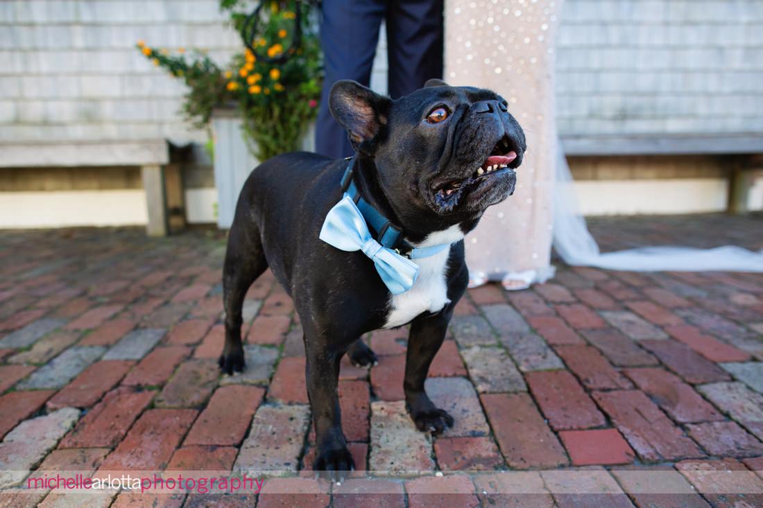 bring all the dogs parker's garage lbi NJ wedding dog with blue bowtie