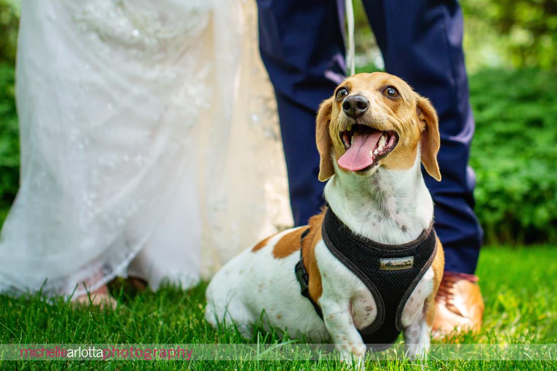 bring all the dogs the farmhouse NJ landmark venues wedding dog poses with bride and groom in the background