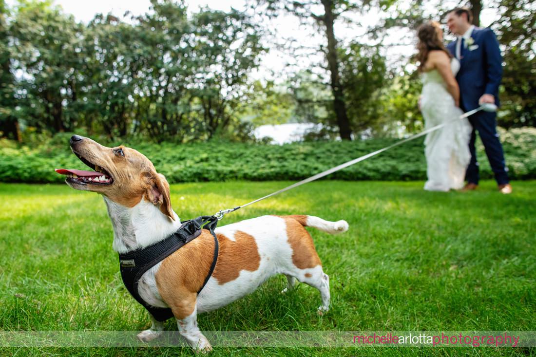 bring all the dogs the farmhouse NJ landmark venues wedding dog poses with bride and groom kissing in the background