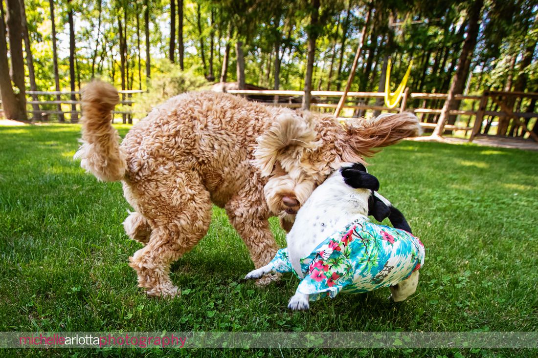 bring all the dogs nj wedding dog in Hawaiian shirt plays with bigger dog at post wedding party