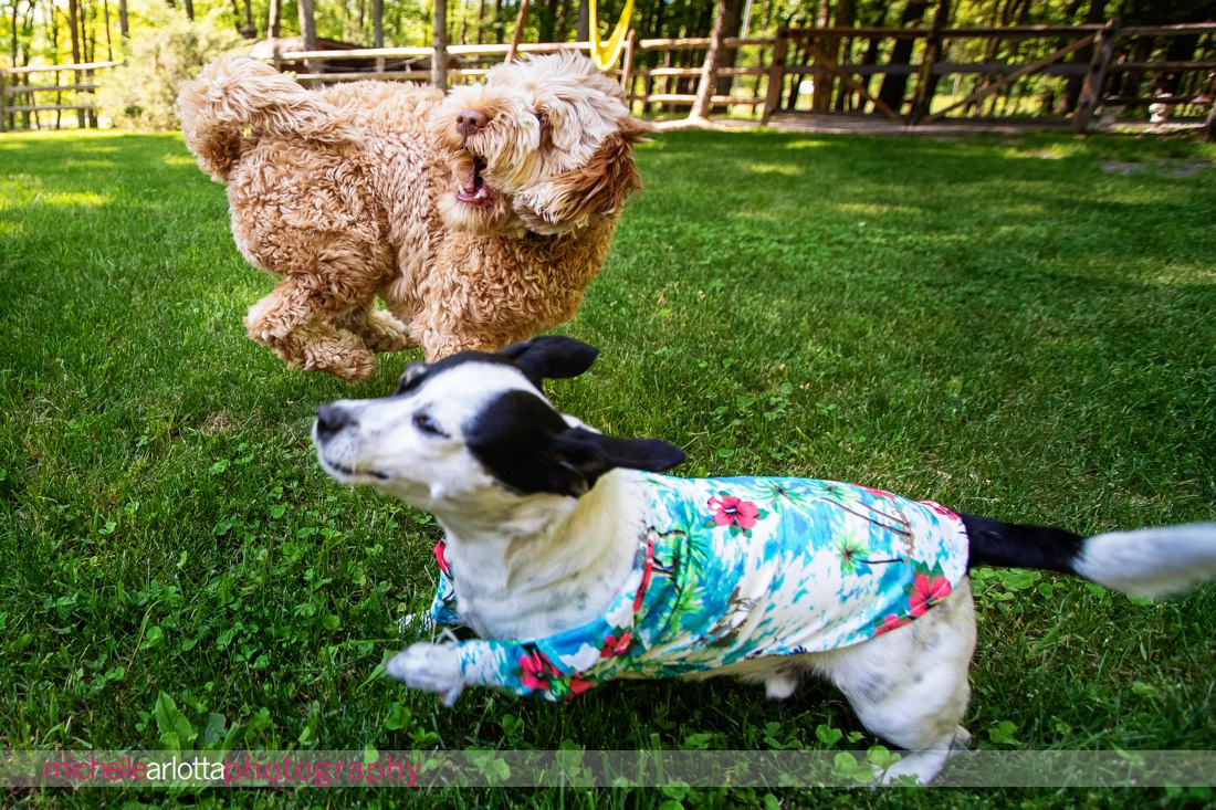 bring all the dogs nj wedding dog in Hawaiian shirt plays with bigger dog at post wedding party