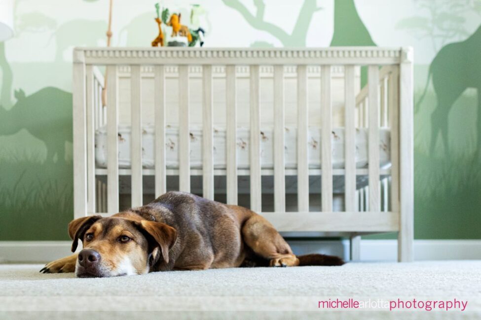 bucks county, PA newborn family photo dog lying in nursery