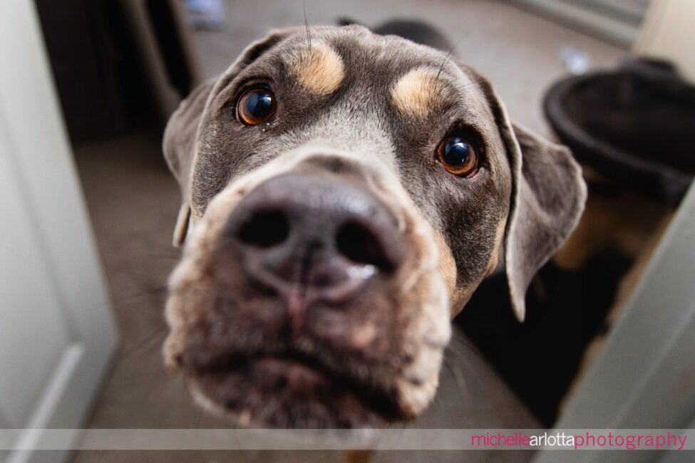 South Jersey Hammonton Backyard wedding close-up of dog ring bearer