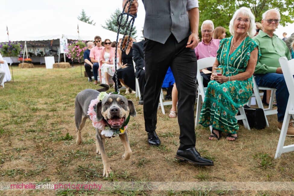 South Jersey Hammonton Backyard wedding ceremony ring bearer dog walking down the aisle