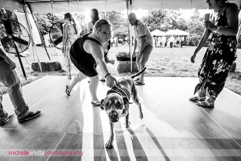 South Jersey Hammonton Summer Backyard wedding reception dancing dog runs out of the house onto dance floor