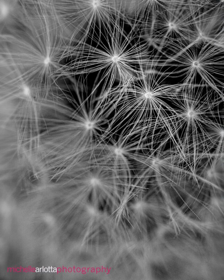 black and white close up of dandelion seeds